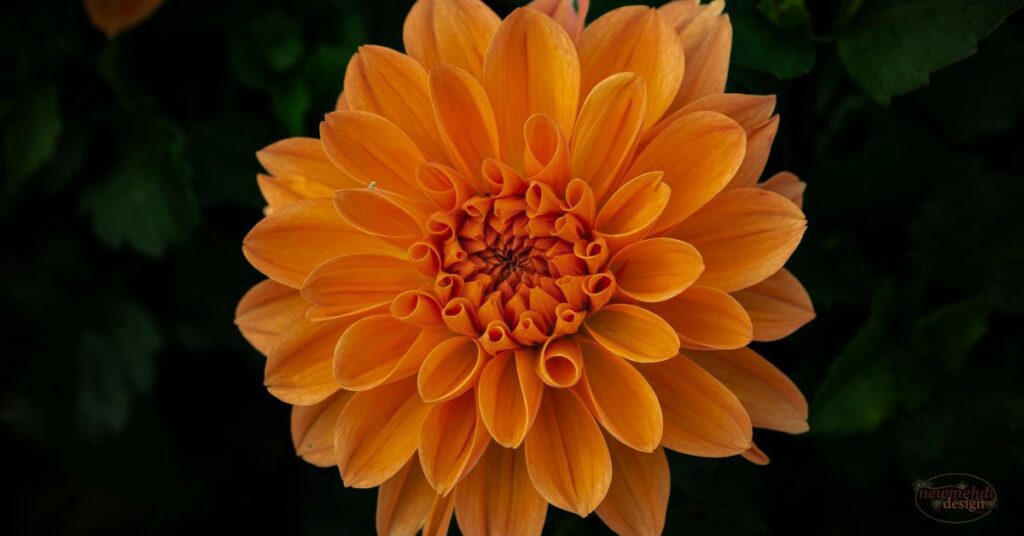 dahlia flower