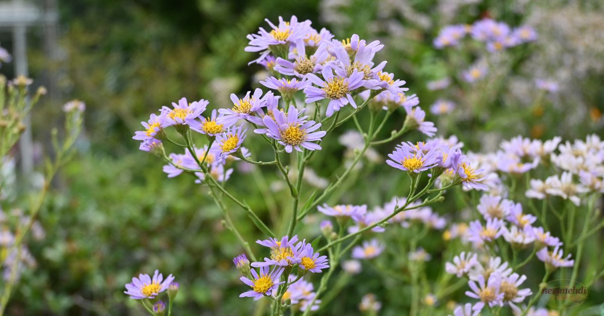 aster flower