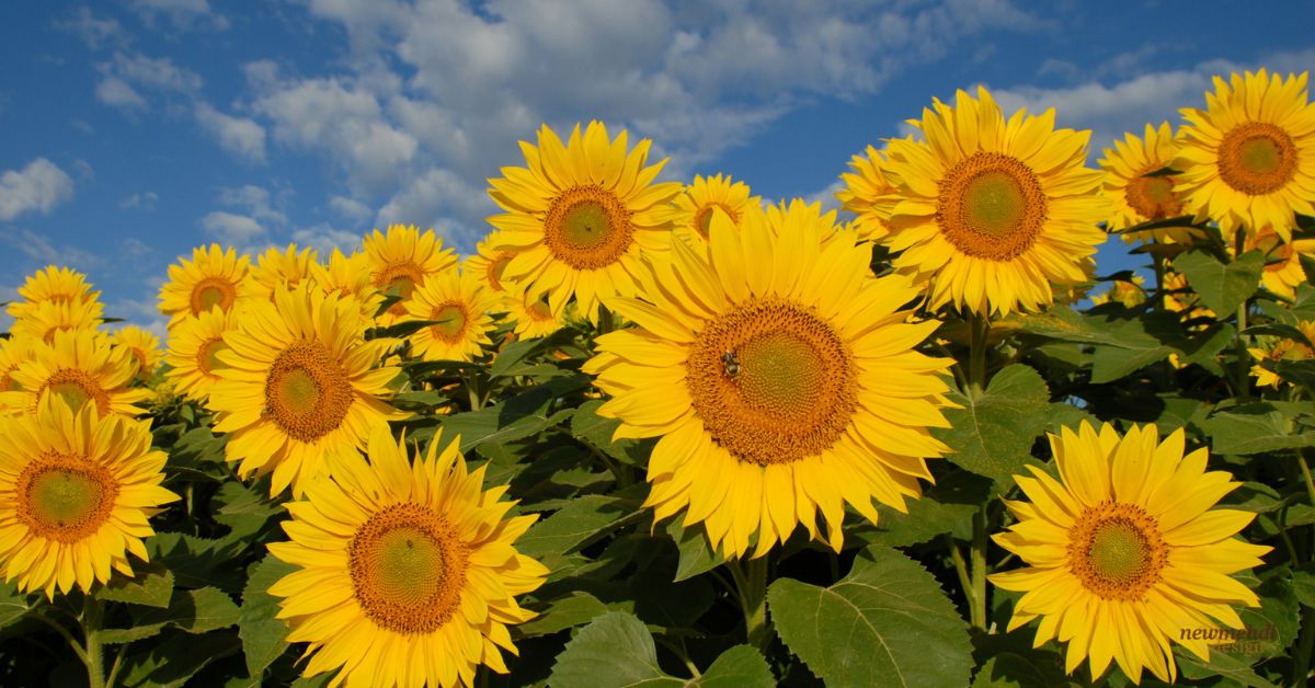 october birth flower