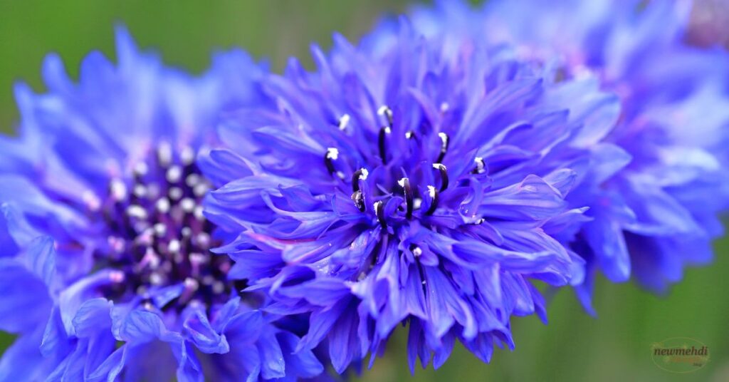 ​corn flower