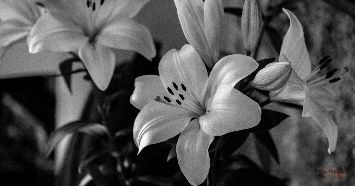 lily flower