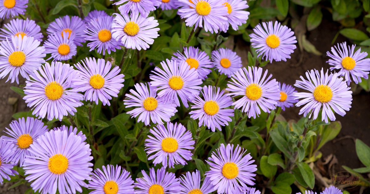 History and Origin of Aster Flowers