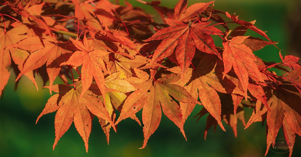 october birth flower