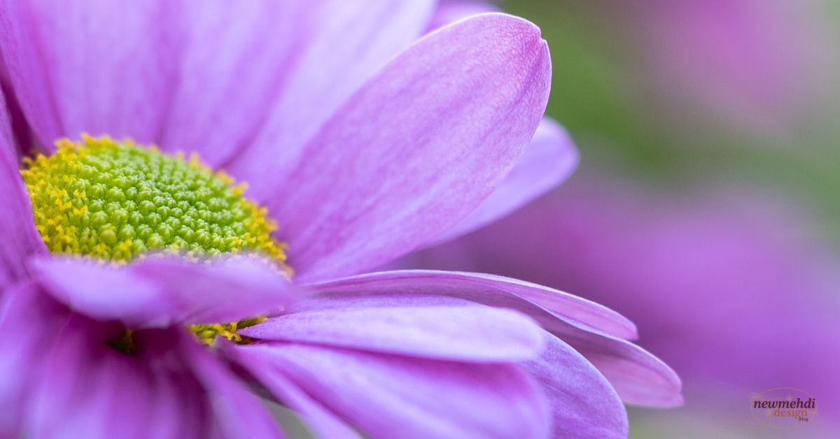 aster flower
