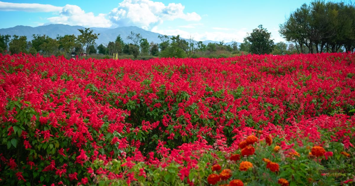 common types of flowers