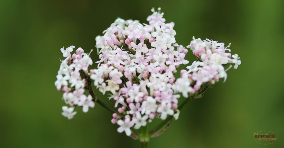 common types of flowers