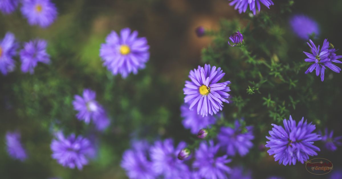 100 types of flowers