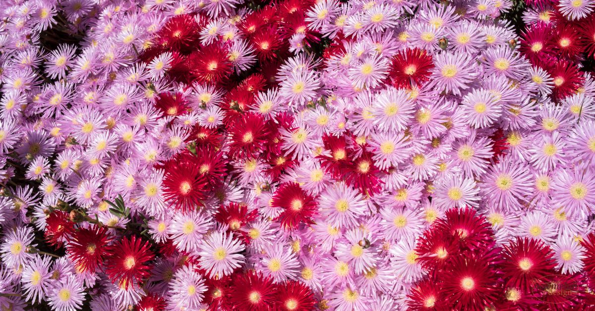 different types of flowers