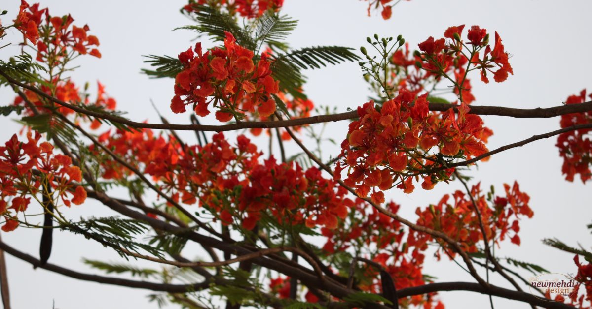 gulmohar flower​
