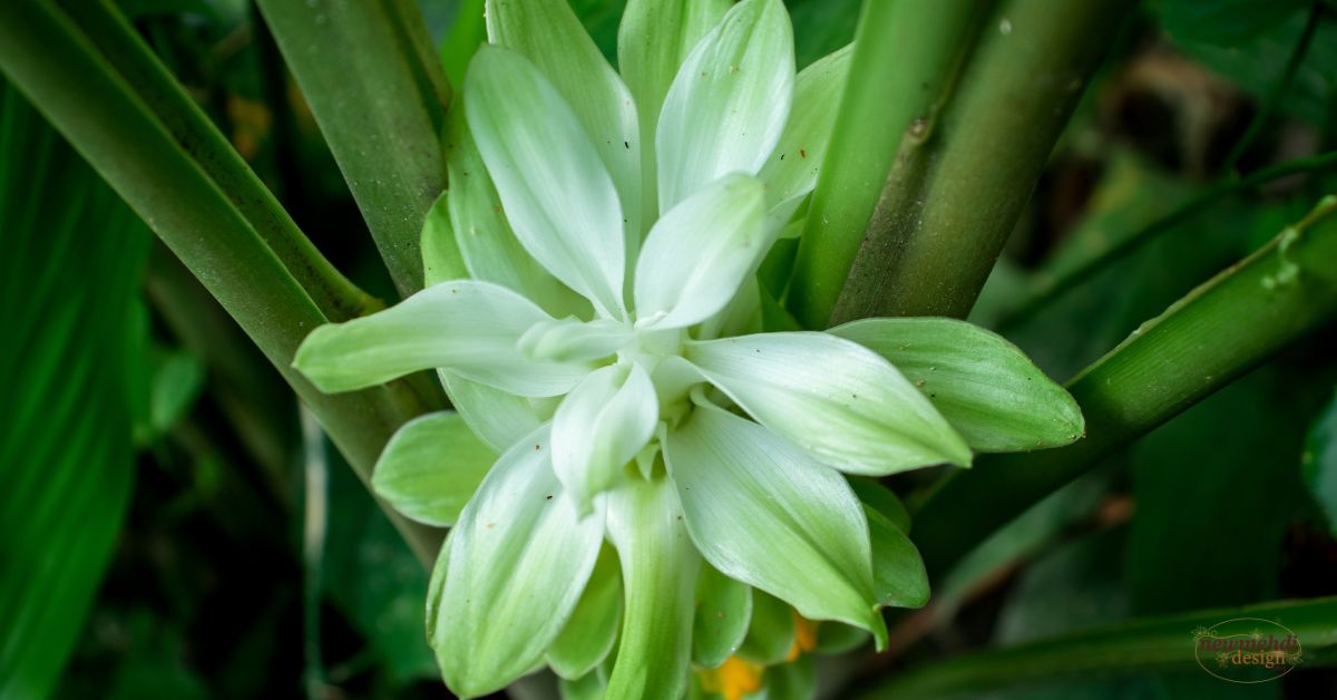 flowers name in sanskrit