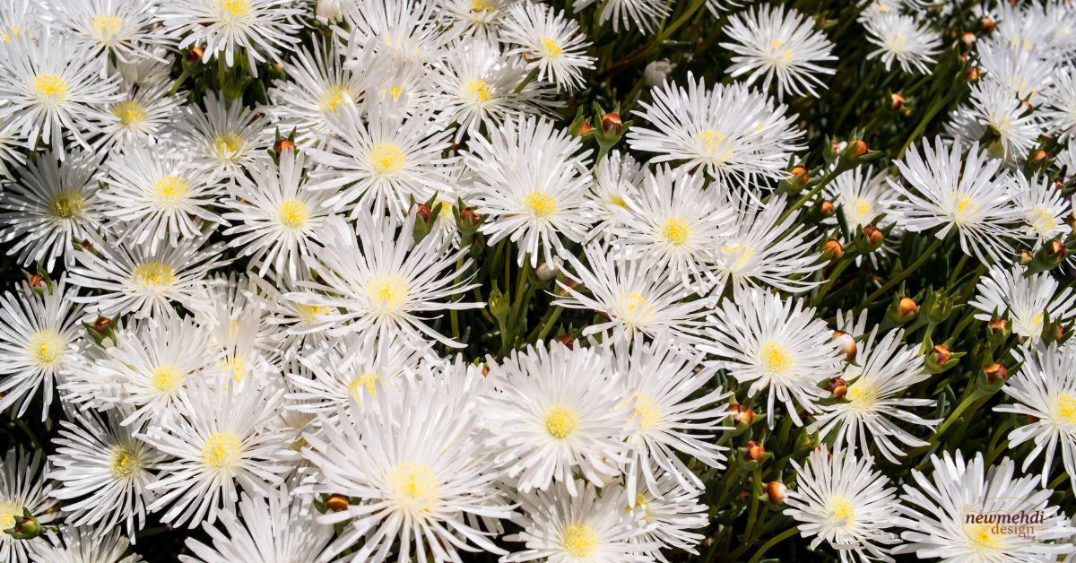 100 types of flowers