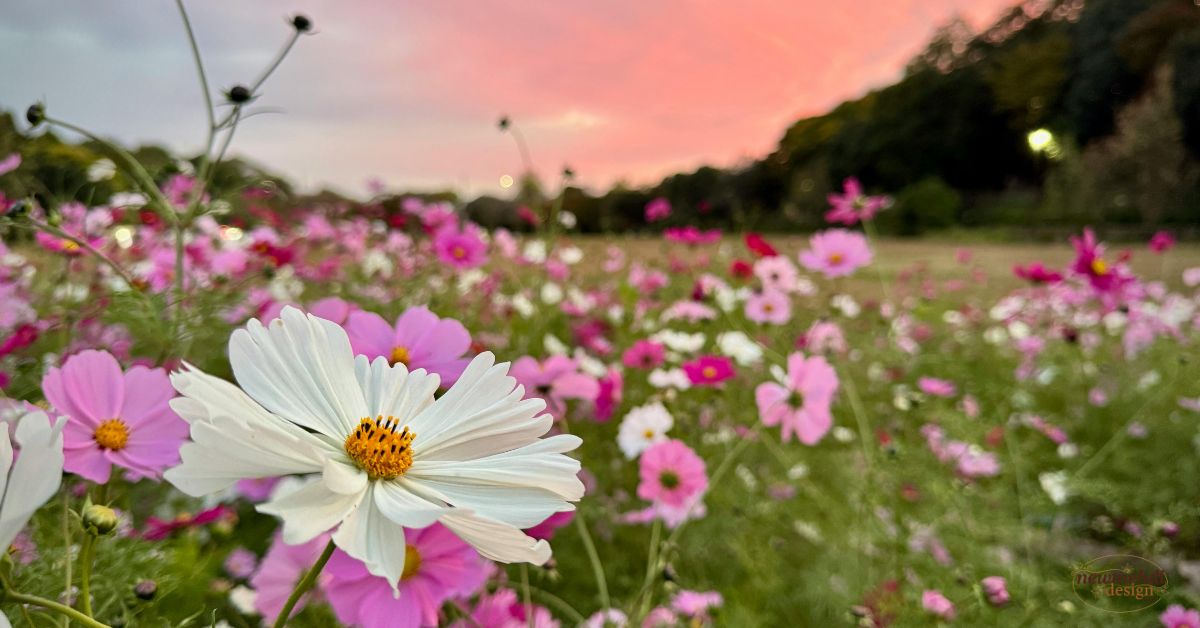 10 flowers name in sanskrit