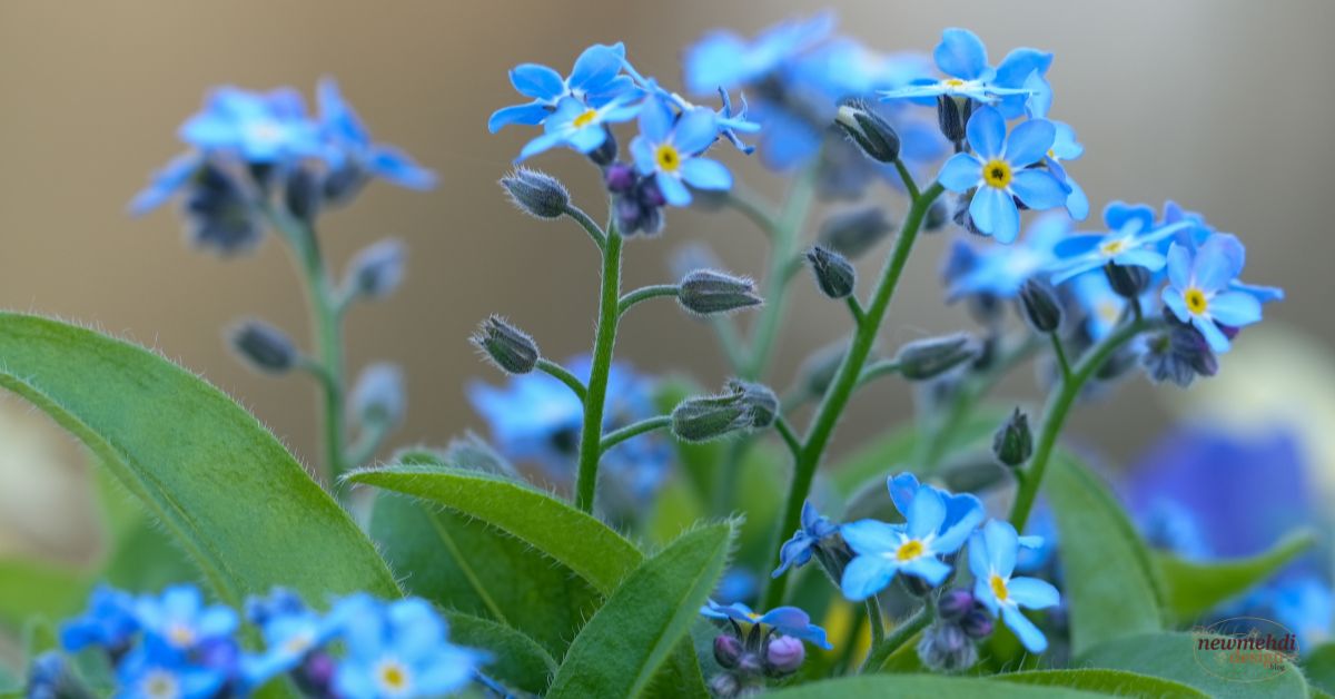types of blue flowers