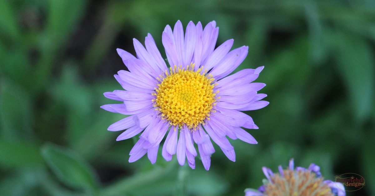North American Native Aster Varieties