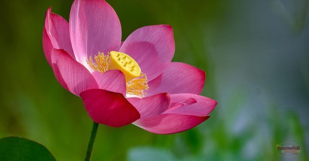 flowers name in sanskrit​