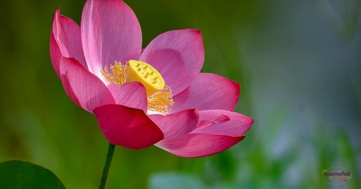 flowers name in sanskrit​