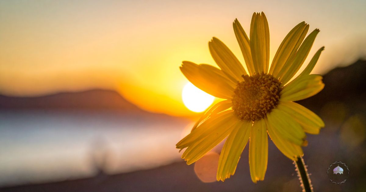 flowers with partial sun
