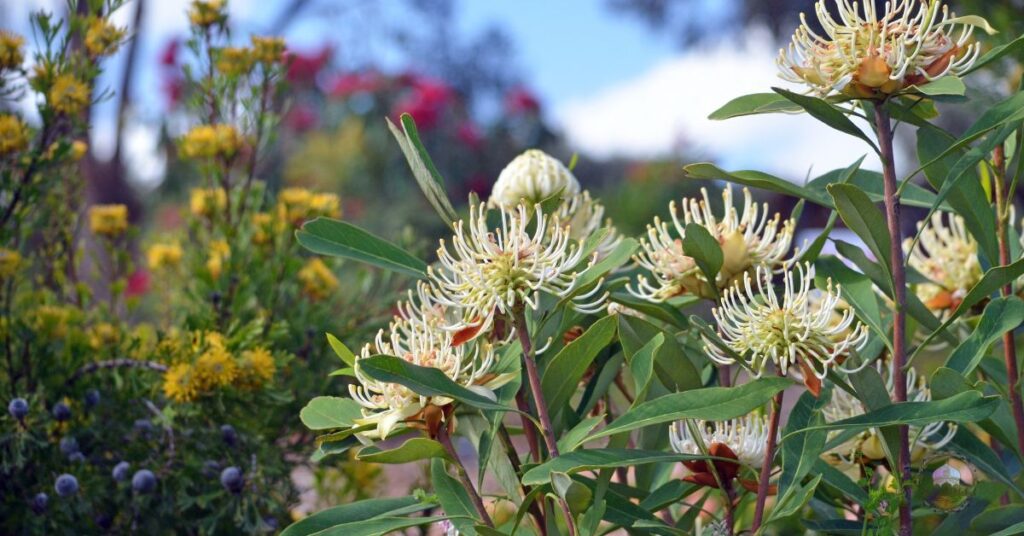 deer resistant shade tolerant shrubs