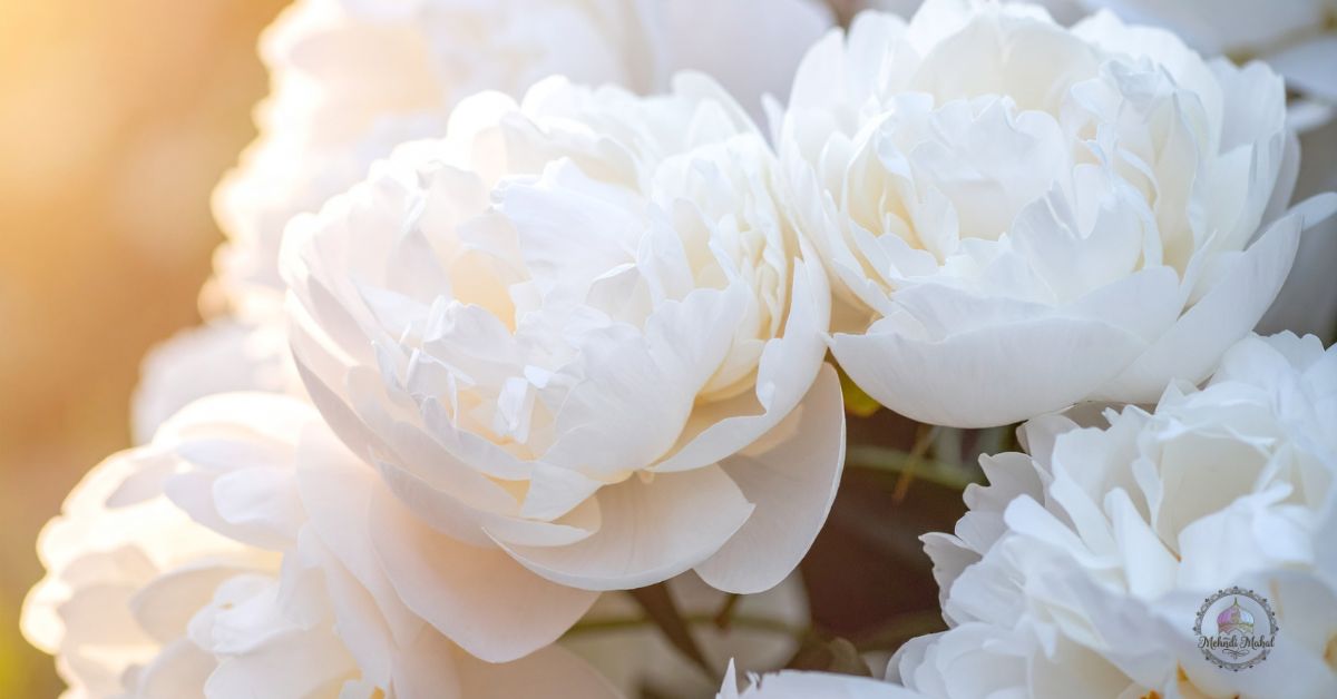 shade bushes for zone 5