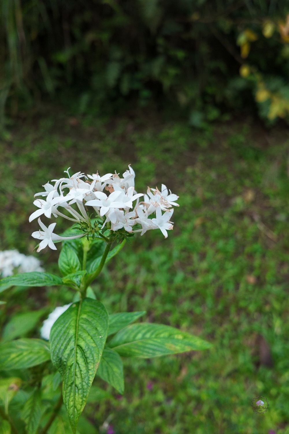 Pentas