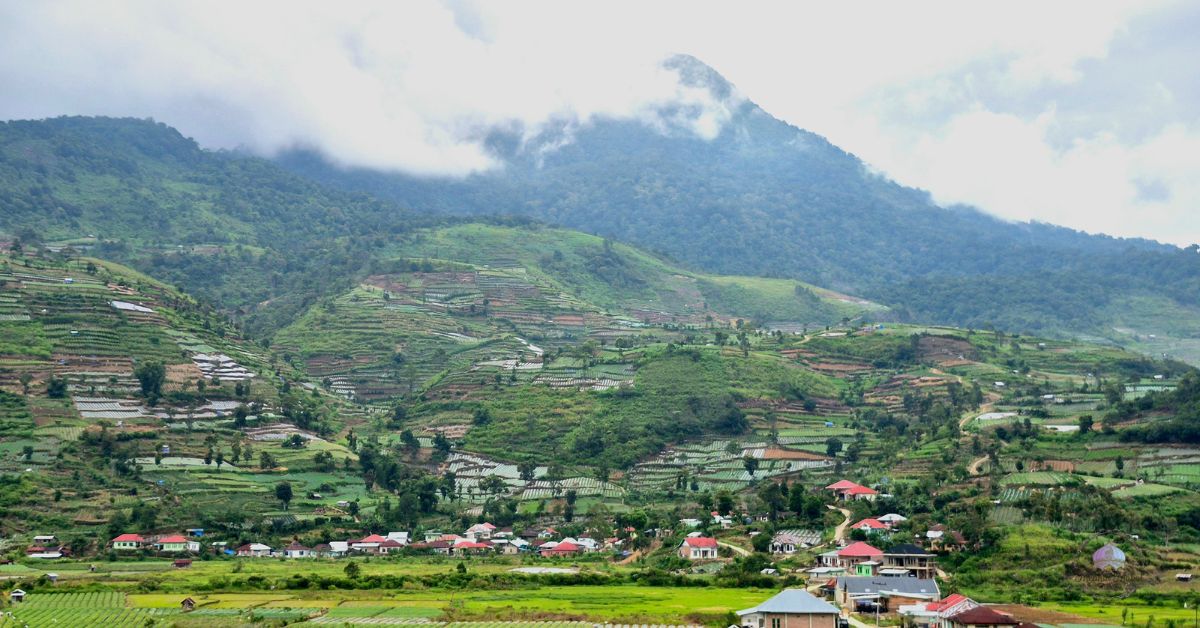 bushes with flowers for shade