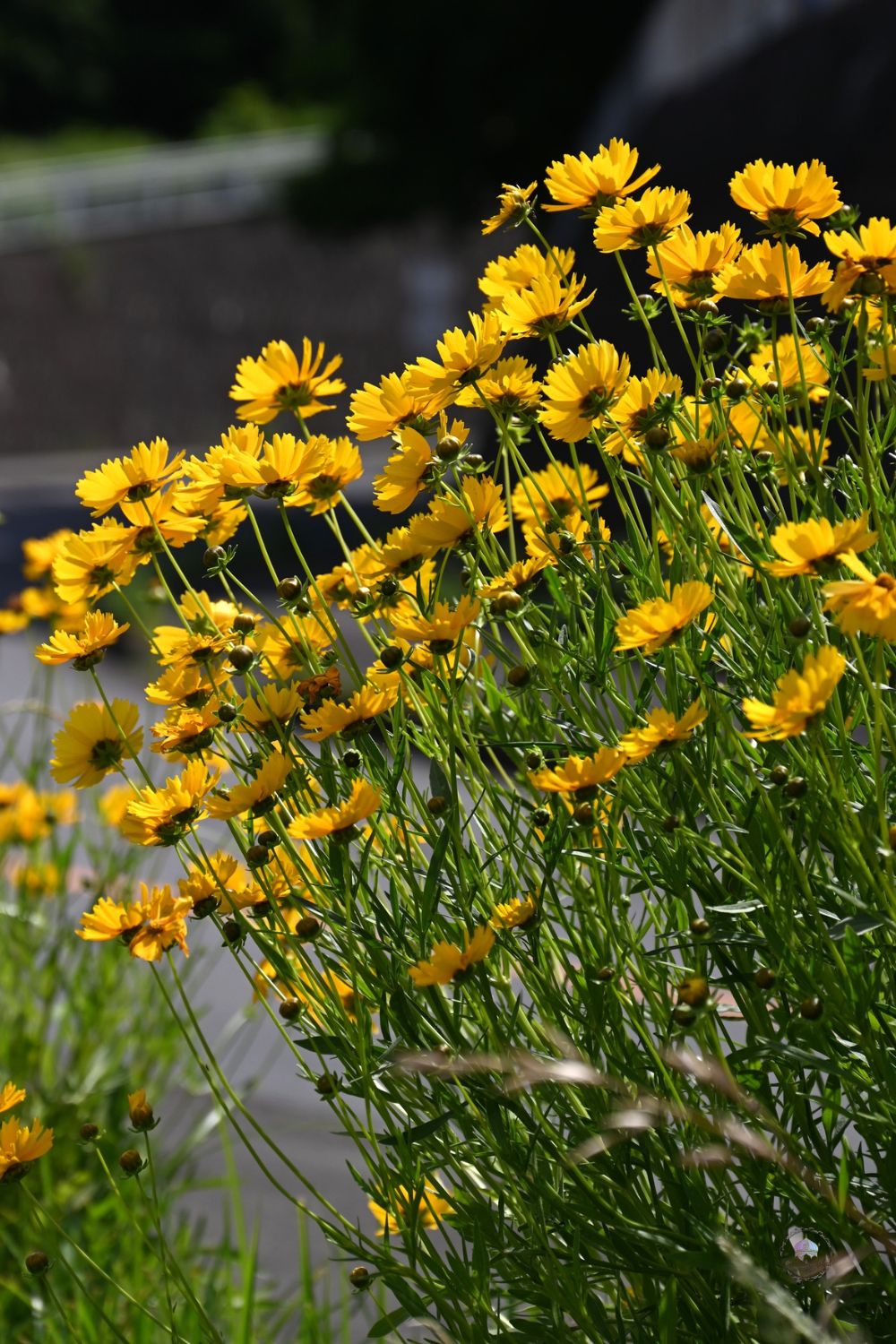Coreopsis