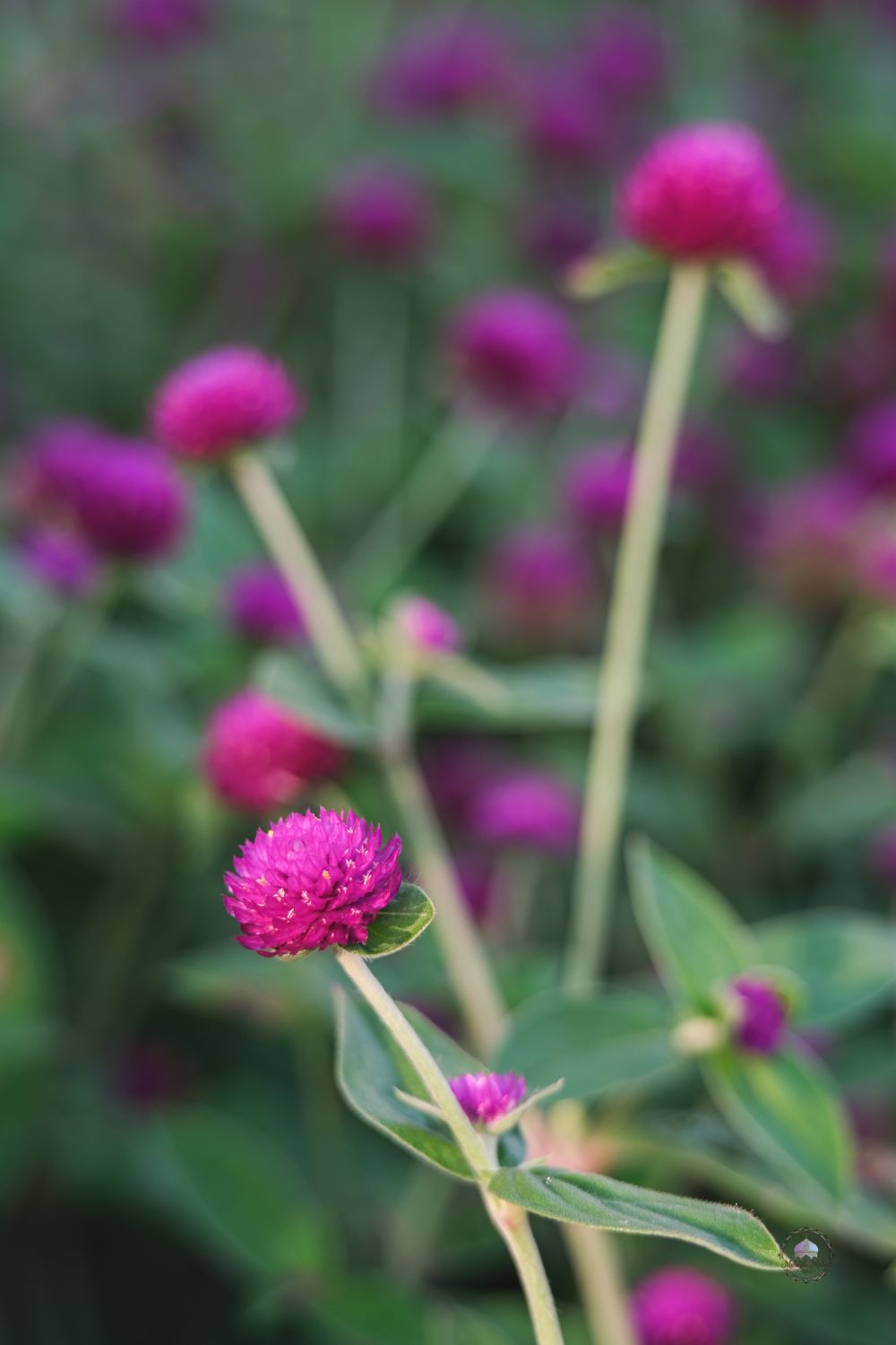 Gomphrena