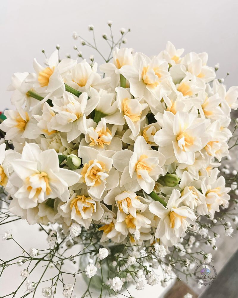 shade flowers and shrubs