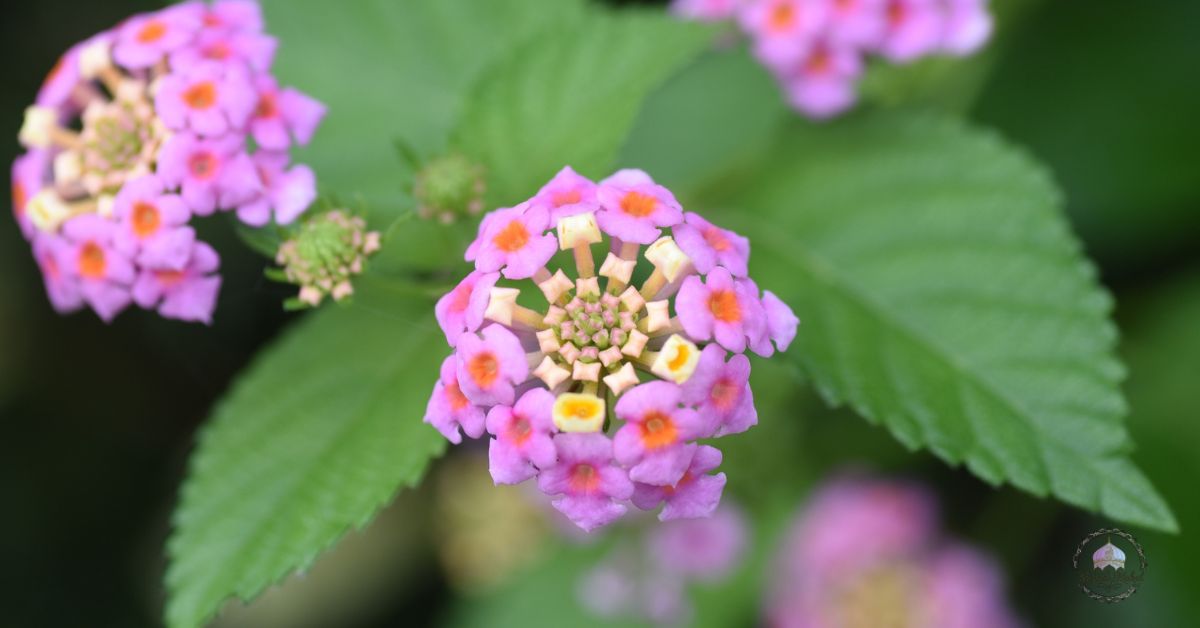 perennial flowers that bloom from spring to fall​