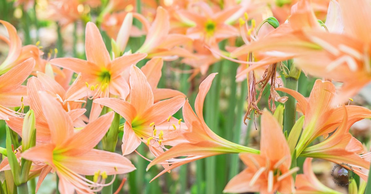 shade tolerant bushes