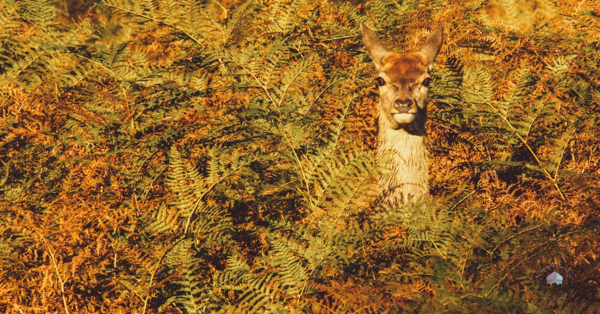 spring blooming plants