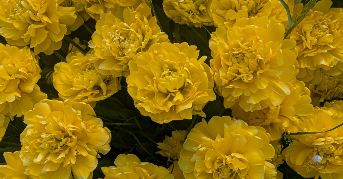 flowering bushes for full sun