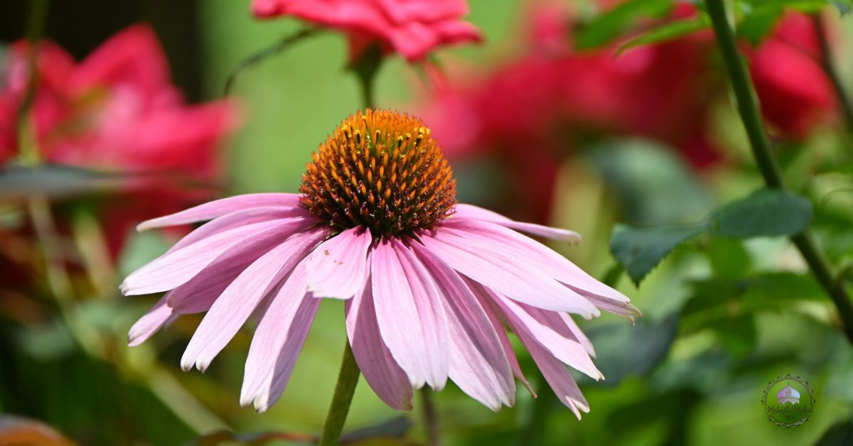 perennial flowers for summer