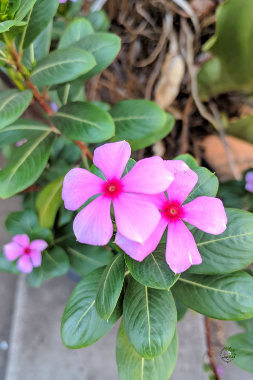 Vinca (Periwinkle)