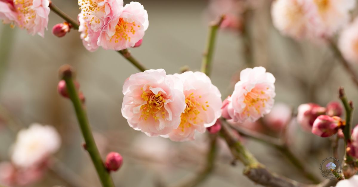 perennials spring blooming