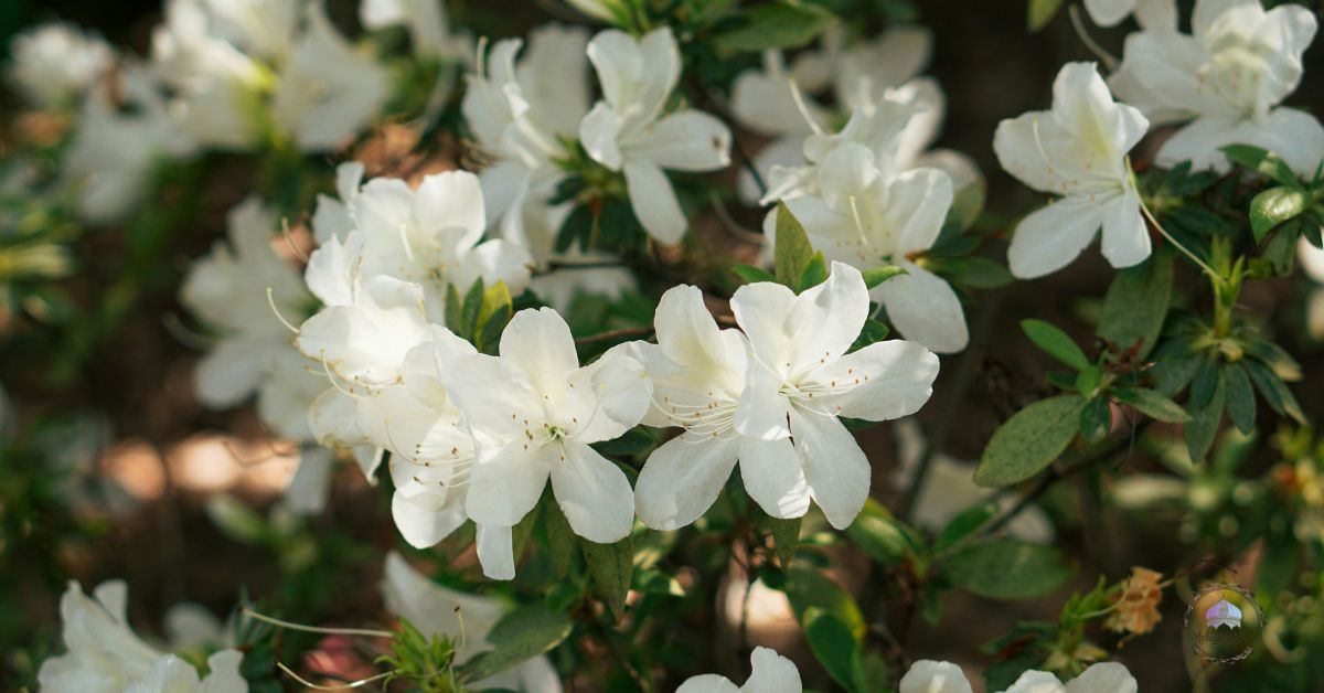 beautyberry pearl glam