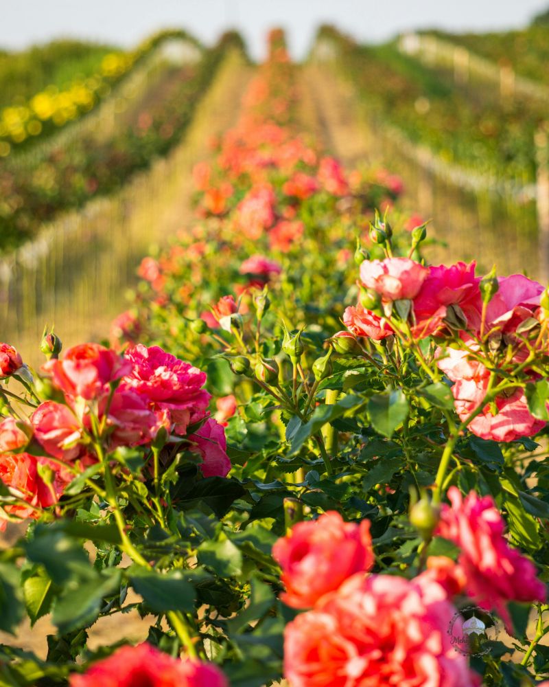 all summer bloom flowers