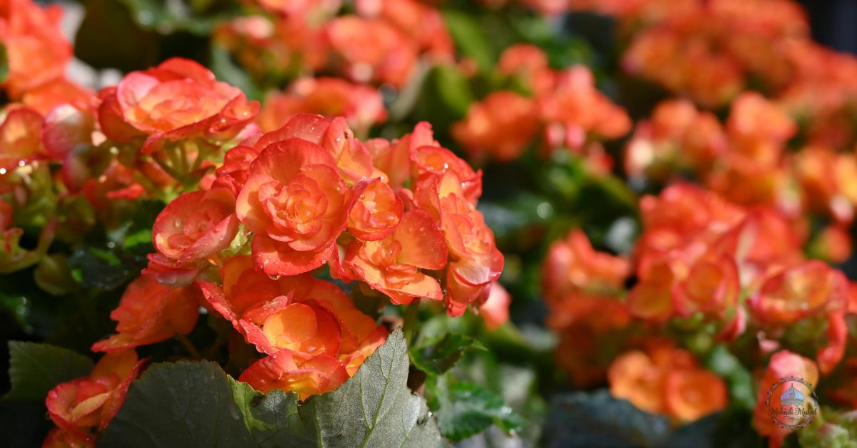 Designing Your Shade Garden with Lovely Flowers and Foliage