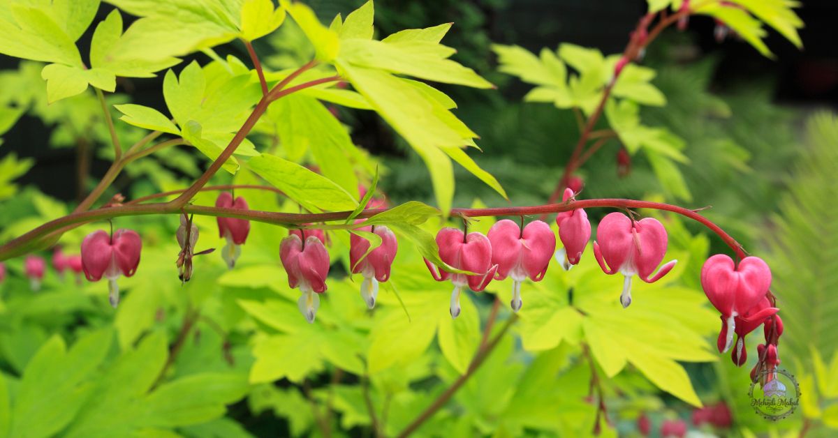 early spring flowers perennials​