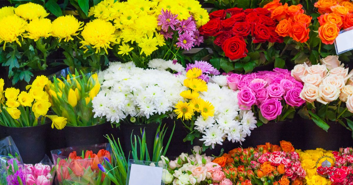 shrubs and flowers for full sun​