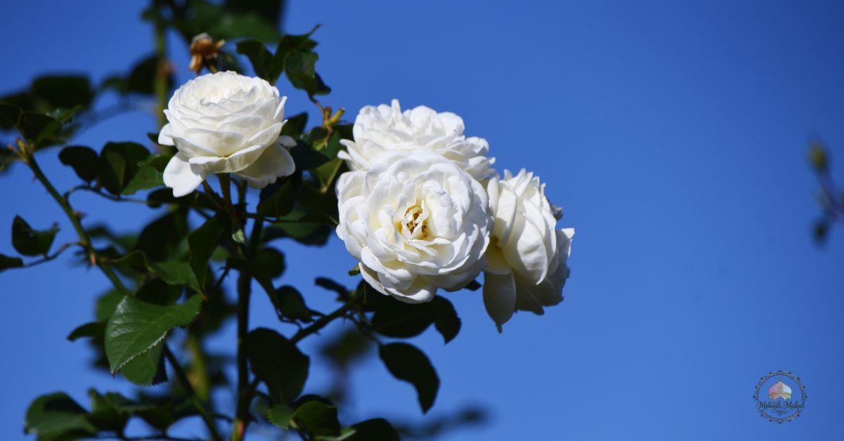 deer proof annuals flowers