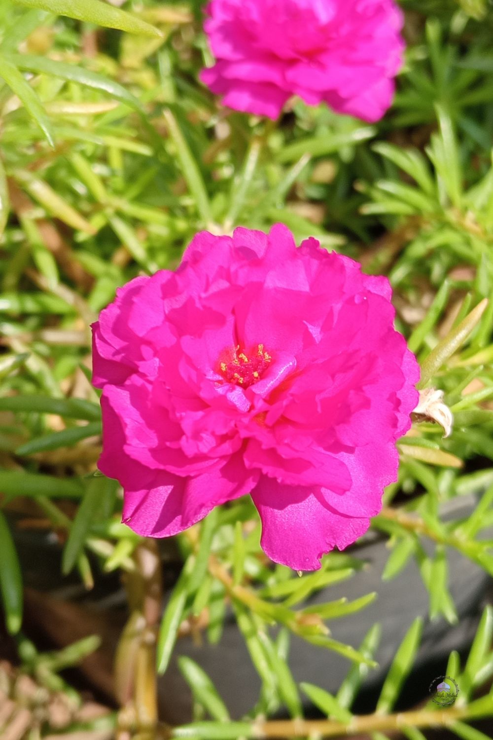 Portulaca