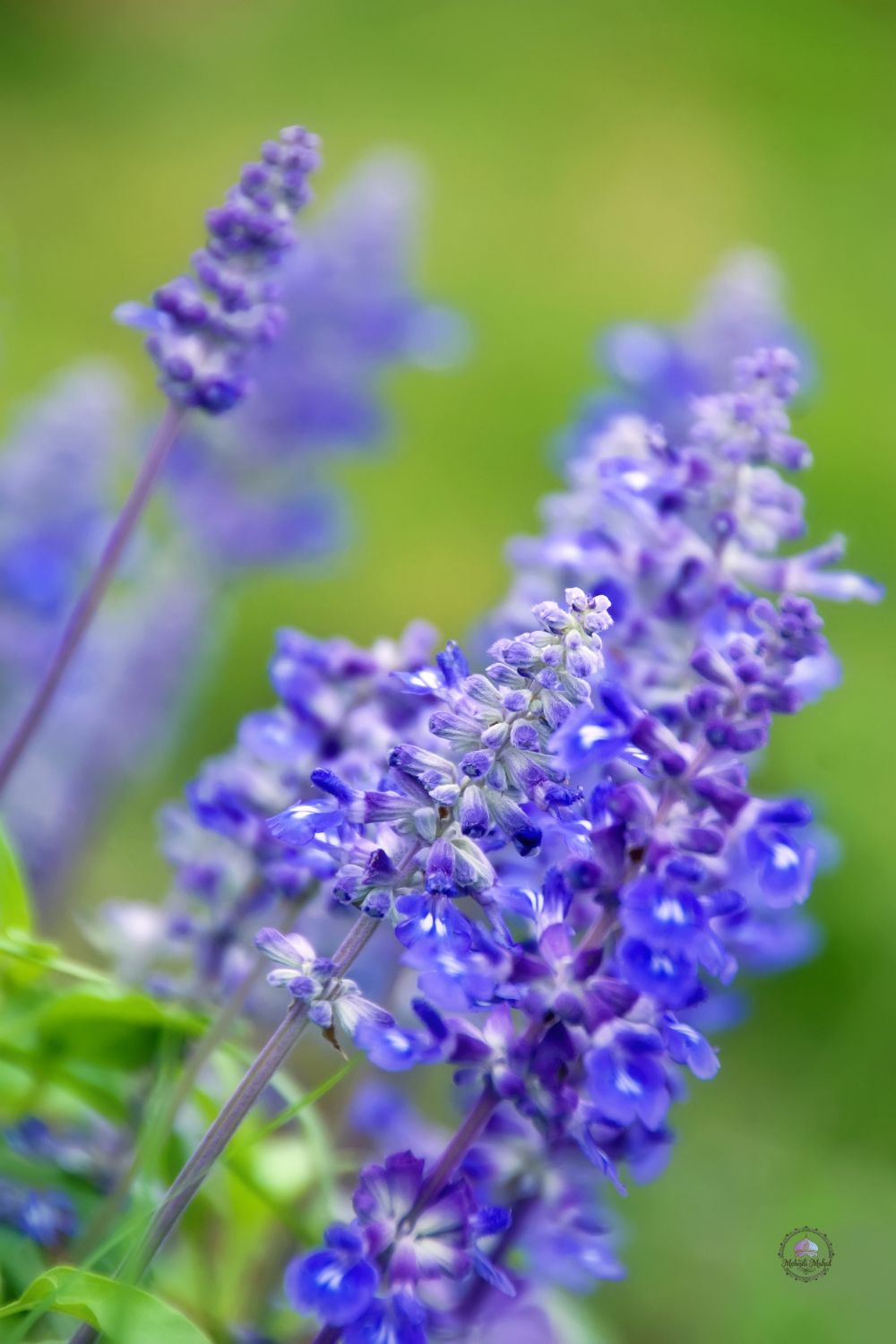 Blue Salvia
