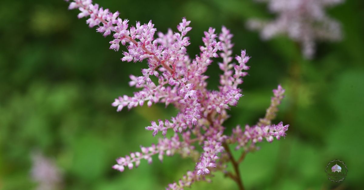shrubs and bushes that grow in shade