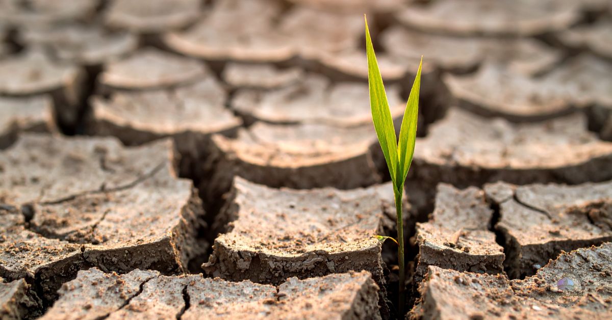 flowering annual plants for full sun
