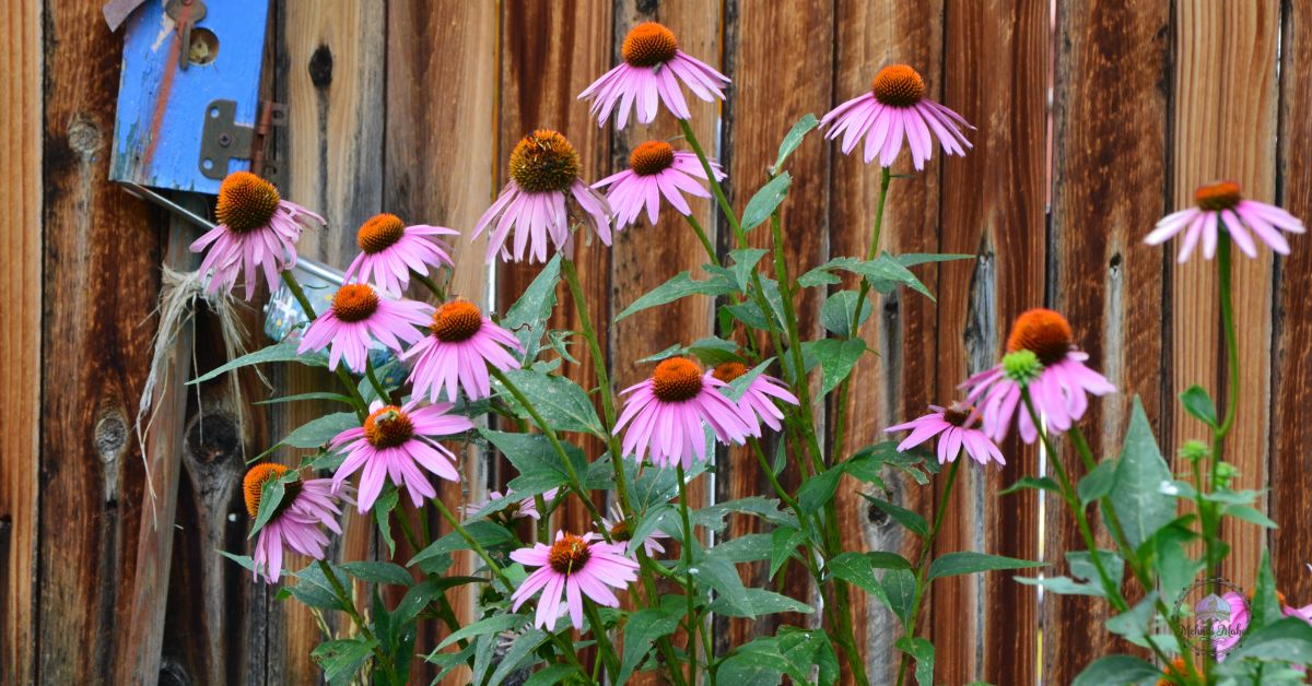 cone flowers growth tips