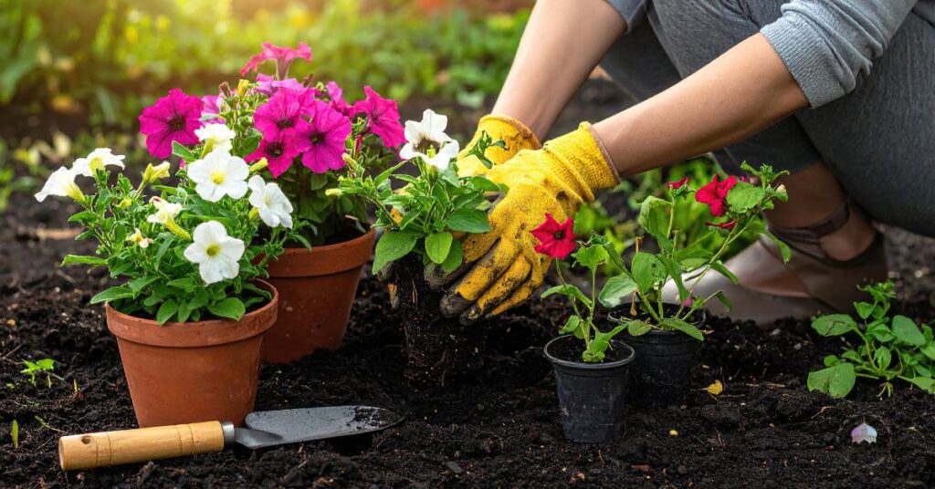 perennial plants summer flowering