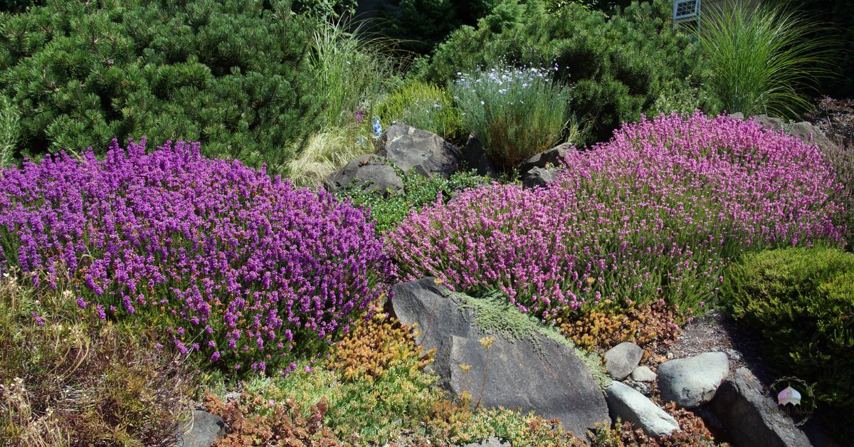 deer resistant shade tolerant shrubs