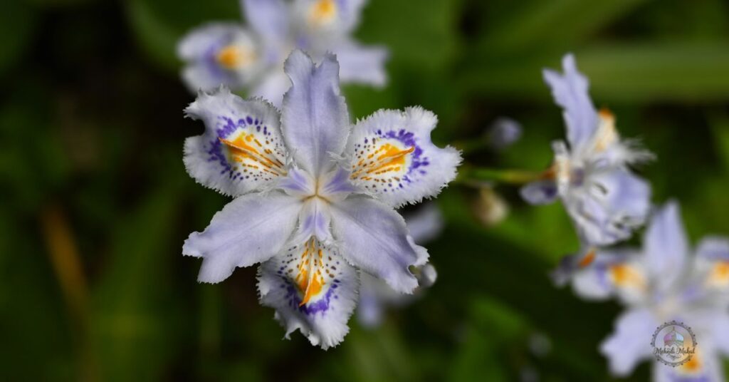 shade loving perennial flowers