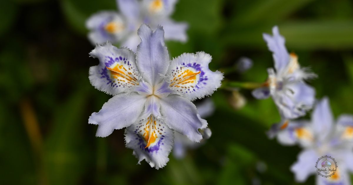 shade loving perennial flowers